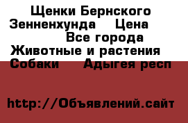 Щенки Бернского Зенненхунда  › Цена ­ 40 000 - Все города Животные и растения » Собаки   . Адыгея респ.